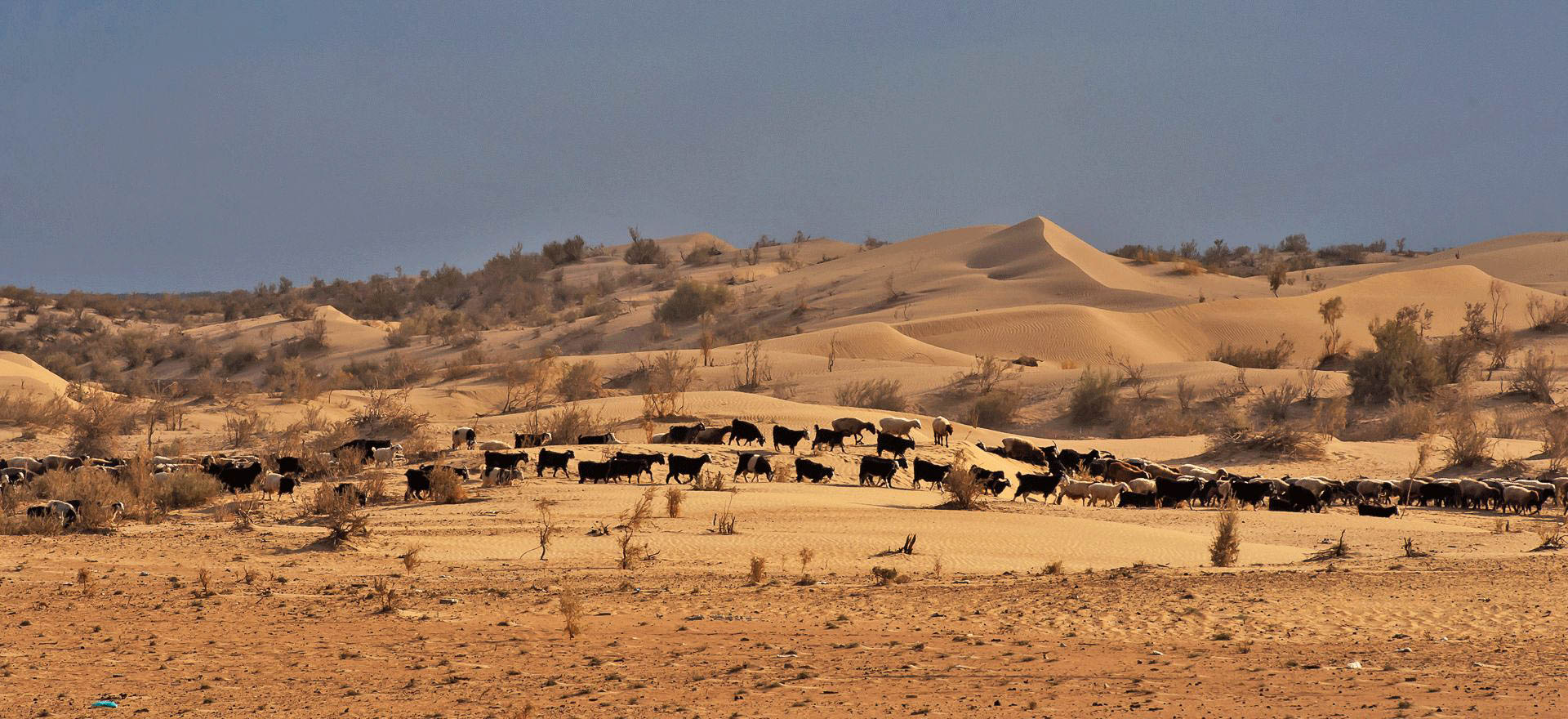 Herd of goats in the desert - Turkmenistan Holidays and Tours