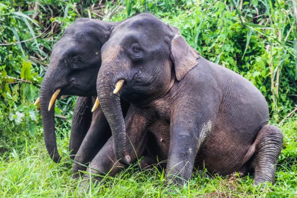 Elephants in Borneo rainforest