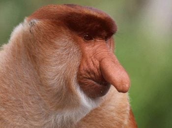 Photo of proboscis monkey - Borneo Holidays and Tours