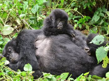 Democratic Republic of Congo Holidays and Tours - Mountain gorilla family