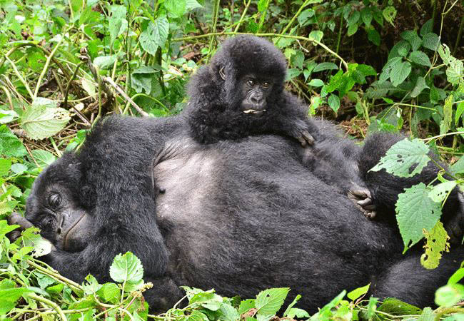 Democratic Republic of Congo Holidays and Tours - Mountain gorilla family