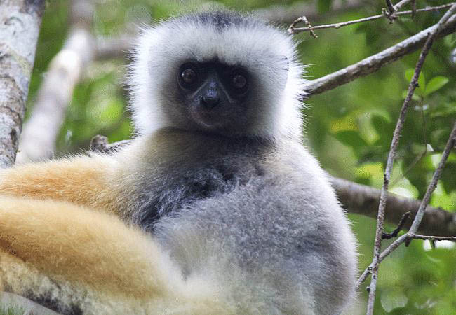 Lemur in Madagascar rainforest - Madagascar Holidays and Tours