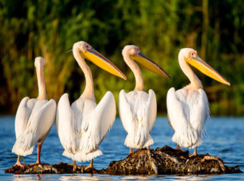 Pelicans - Romania - Danube Delta tours