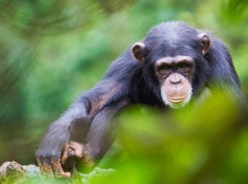 Sierra Leone Holidays and Tours - Young Chimpanzee at Tacugama Sanctuary