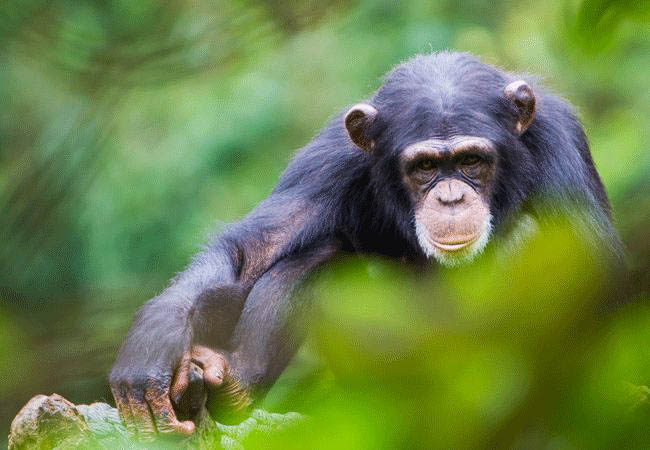 Sierra Leone Holidays and Tours - Young Chimpanzee at Tacugama Sanctuary