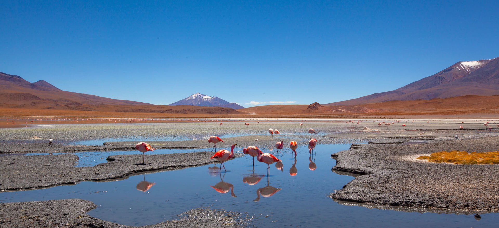 Native Eye Travel home page - Latin America - flamingos in wilderness landscape