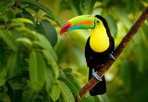 Toucan in rainforest - Ecuador itinerary