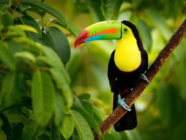 Toucan in rainforest - Ecuador itinerary