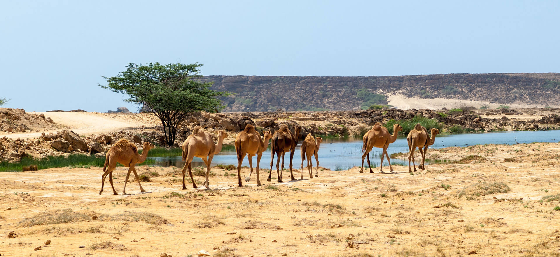 Camels in desert - Oman tours