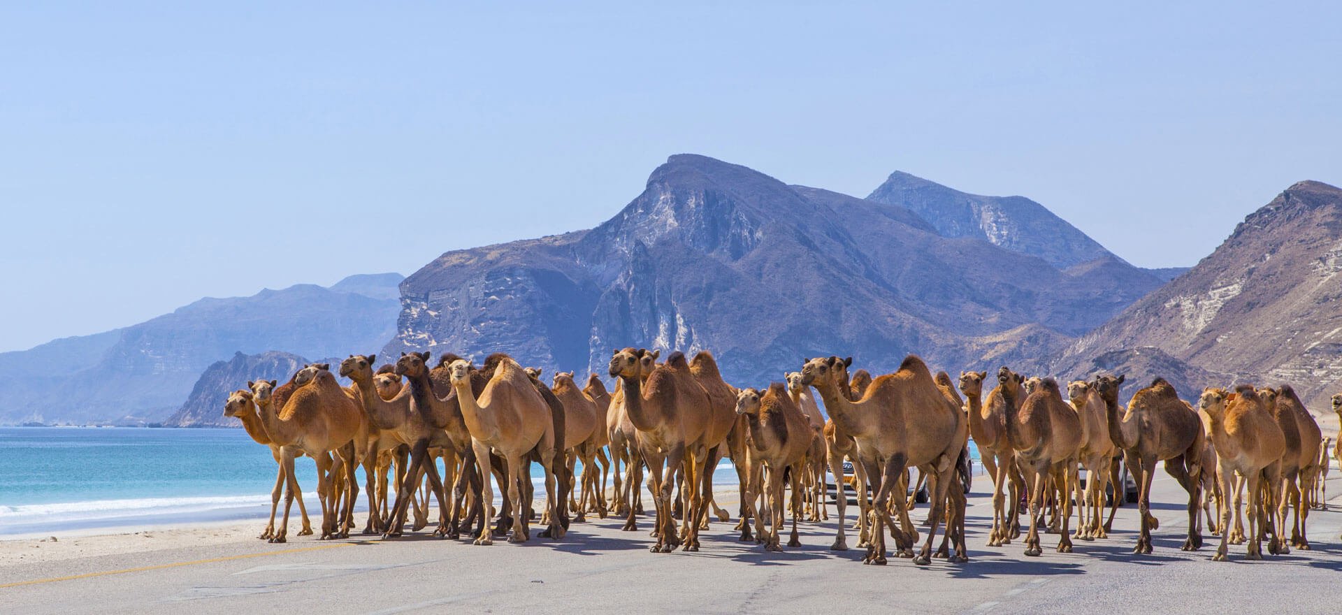Oman holidays - camel train on beach