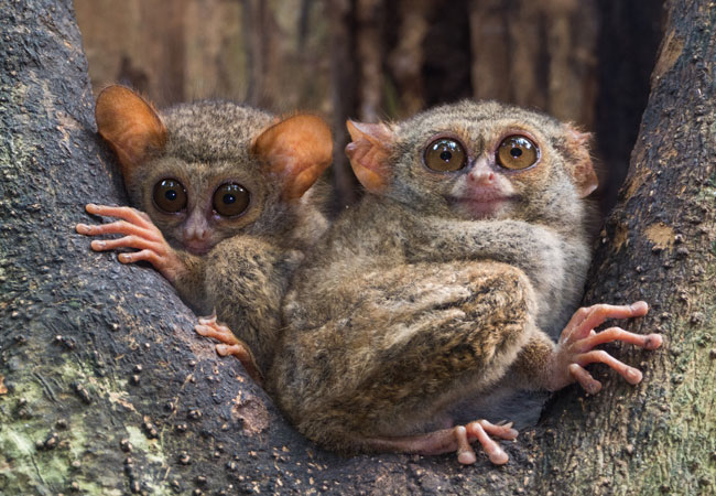Tarsier in forest - Sulawesi tours