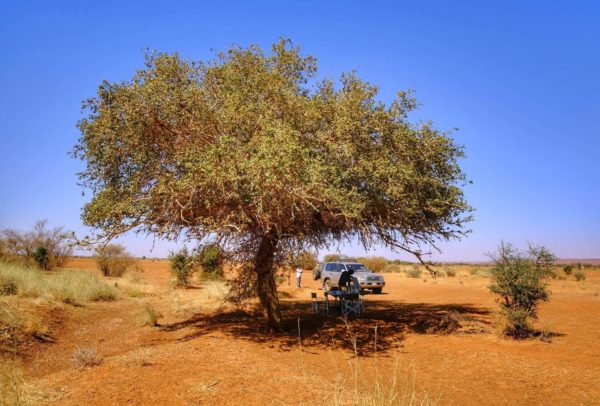 Acacia tree in desert