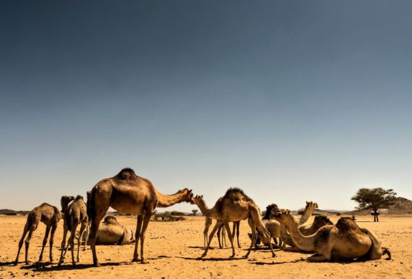 Camels in the Sahara, Sudan