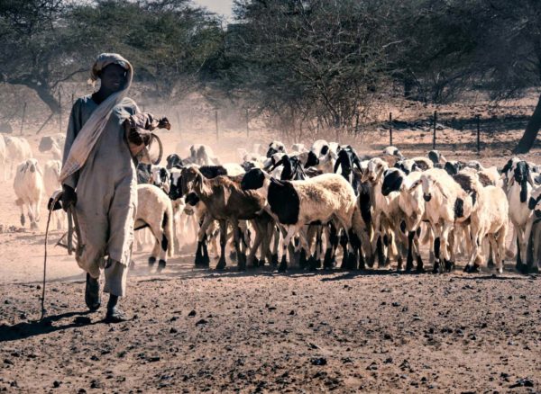 Sudan shepherd - Sudan itinerary