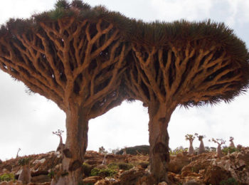 Dragon's blood trees on Socotra Island tour