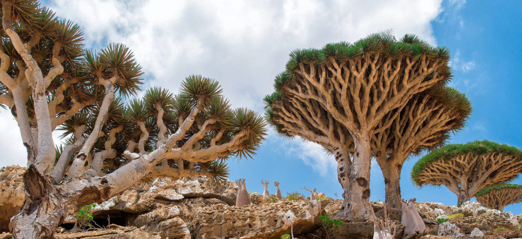 Socotra island dragon blood trees -small group tours - Yemen holidays and tours 