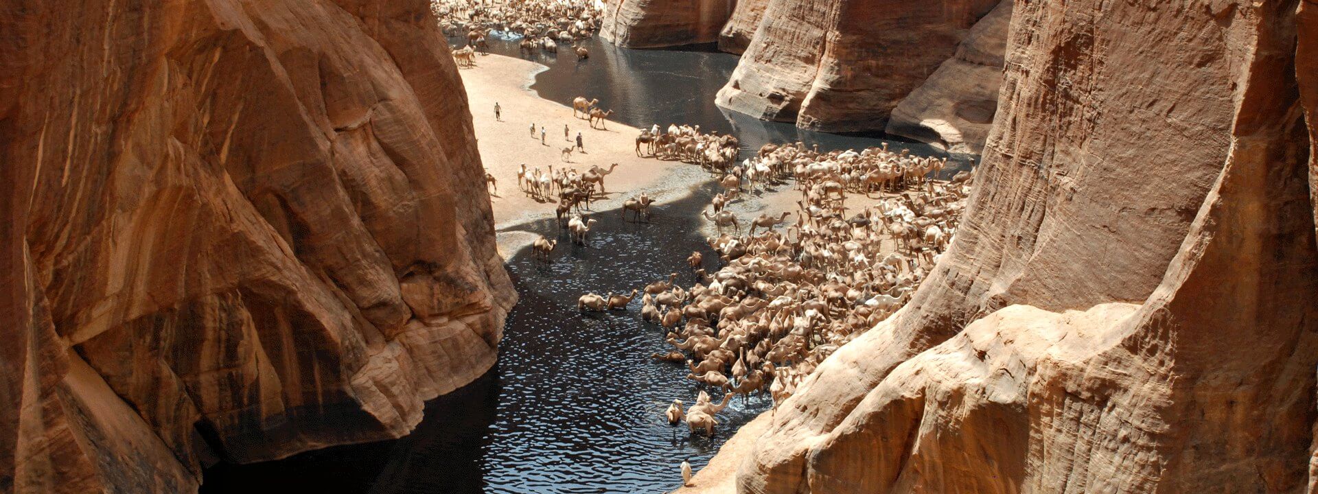 Camels at watering hole - Chad - Great Explorers blog