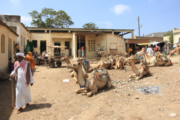 Camels for sale in Keren - Eritrea holidays and tours