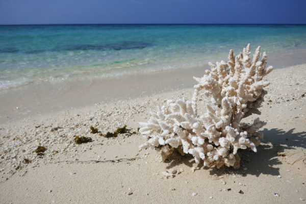 Coral on the beach near Massawa - Eritrea holidays