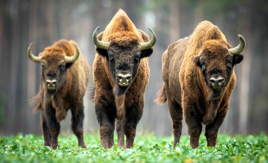 Bison in Belavezhskaya Pushcha National Park, Alternative Europe holidays