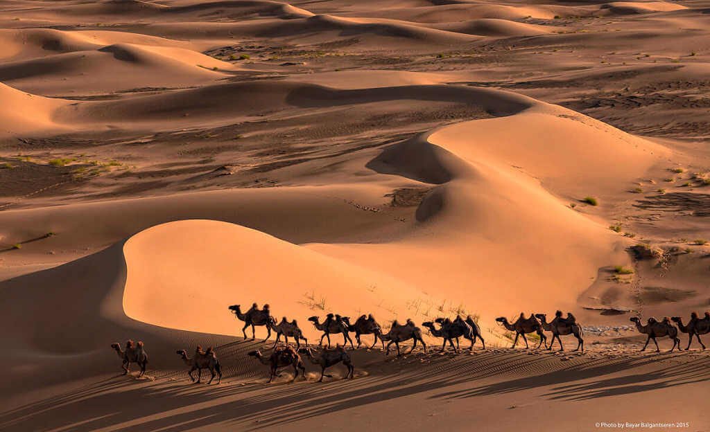Camels in the Gobi - desert adventures with Native Eye Travel