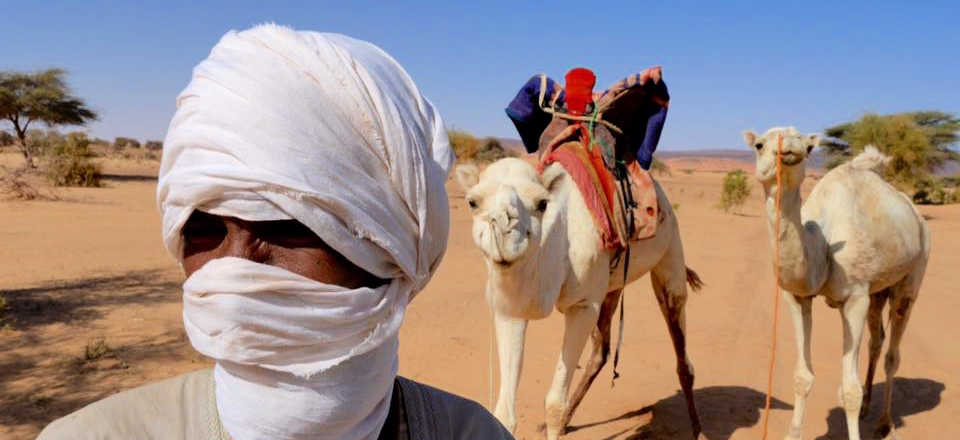Mauritania group tour, camels in desert