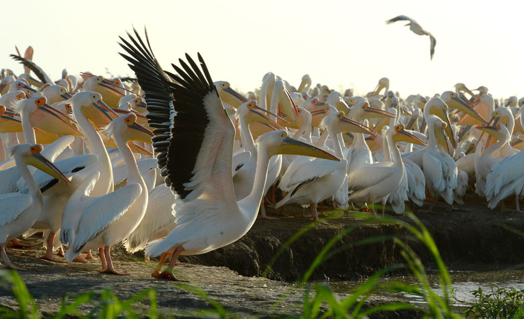 Vast flock of pelican in Djoudj National Bird Sanctuary