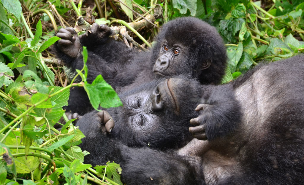 Mountain Gorillas - Virunga National Park - DRC