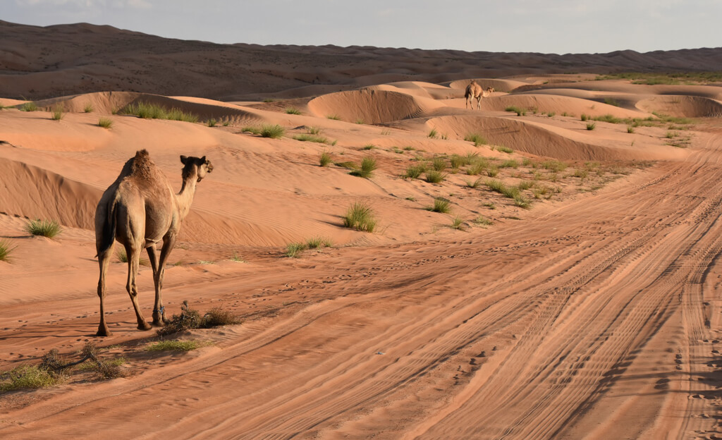 Camels in the Wahiba Sands 
