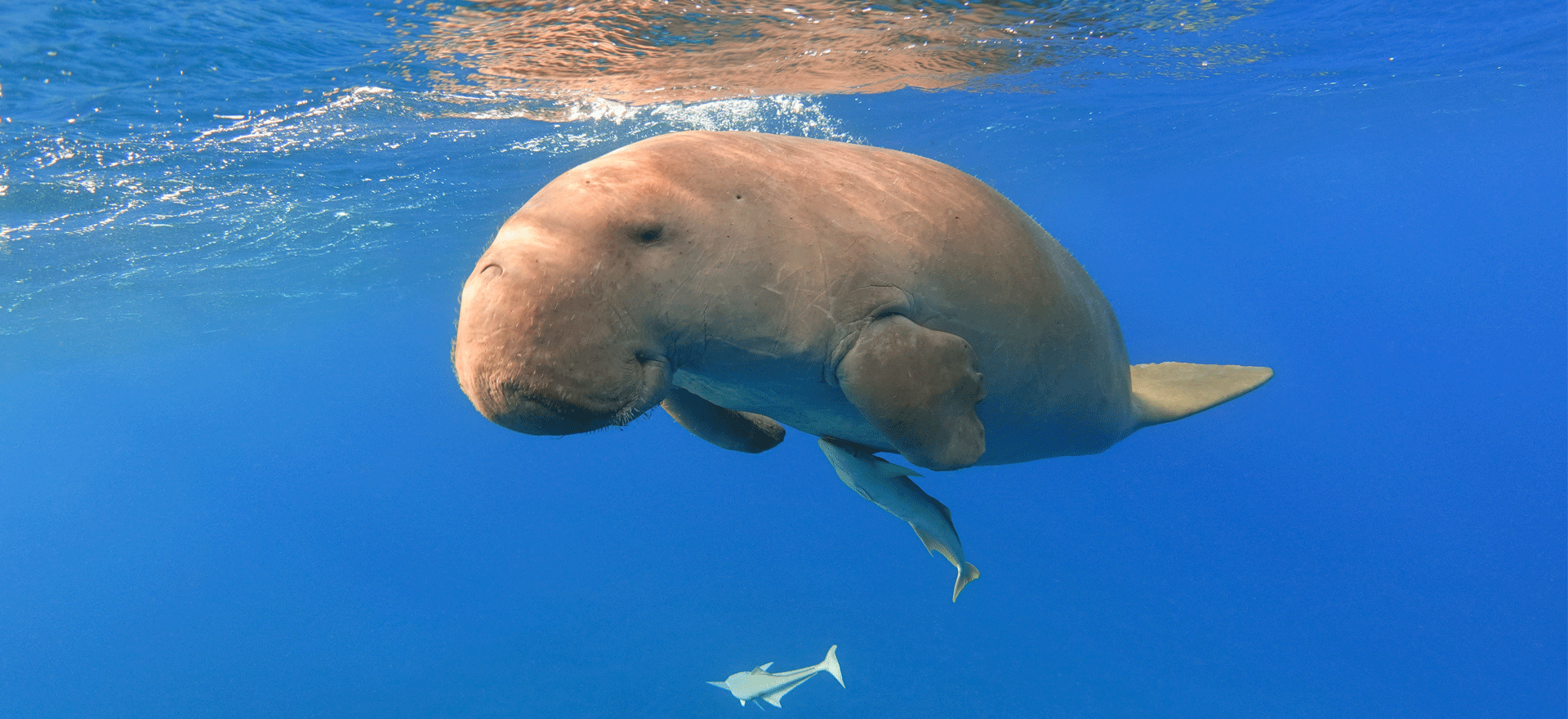 Mozambique - Dugong