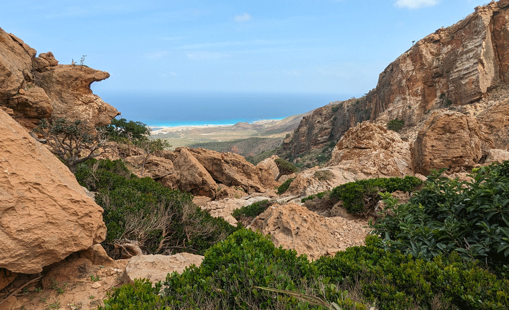 Iconic trees in Socotra on our Arabian tours