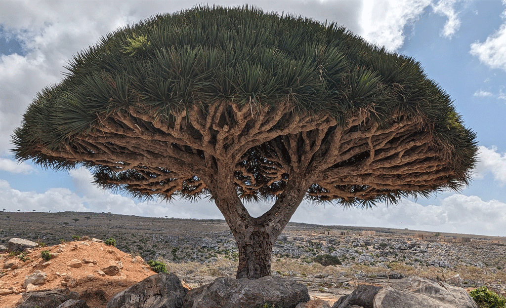 Iconic Dragon blood trees on our Socotra holidays