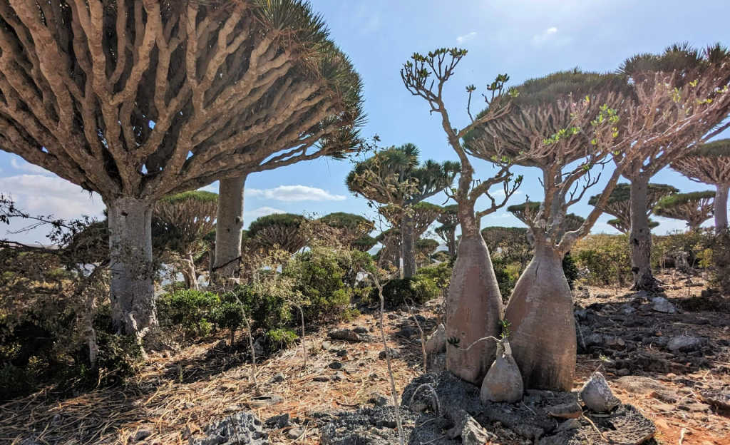 Visit Socotra and see Dragon Blood Trees and Bottle Trees