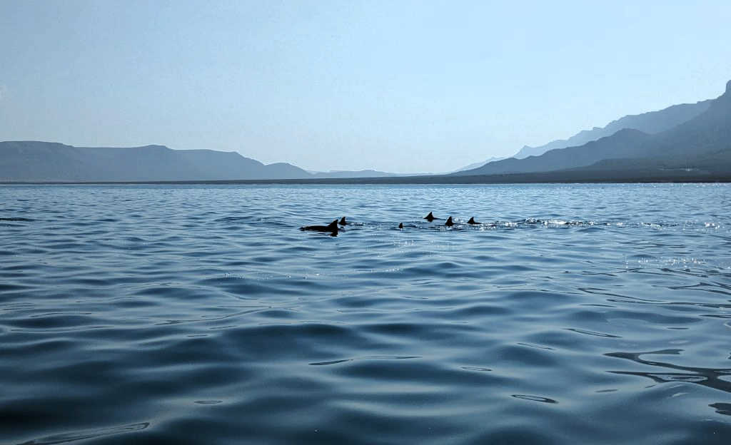 Dolphins at Qalansiyah, visit Socotra