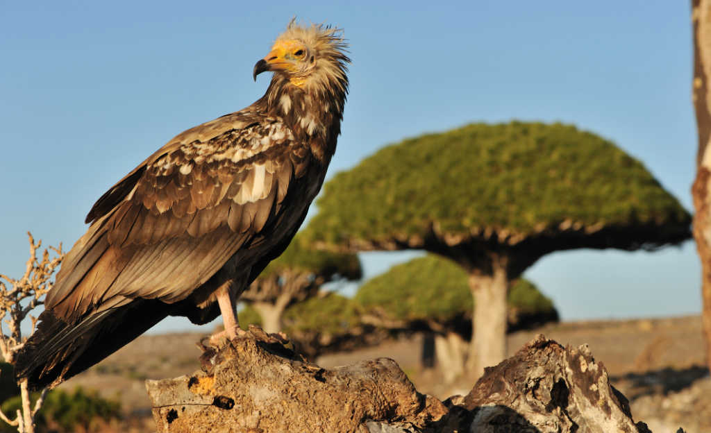 Egyptian Eagle with Dragon Blood Tree - Visit Socotra to see unique flora and fauna 