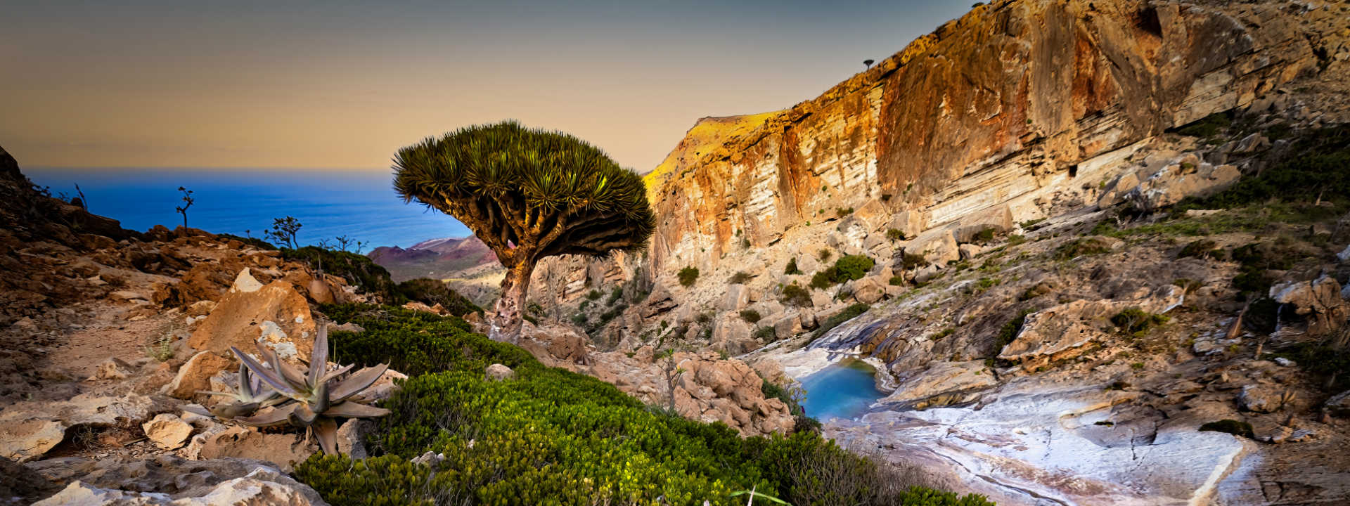 Socotra landscape with Dragon Blood tree - visit Socotra on our Discoverer tour