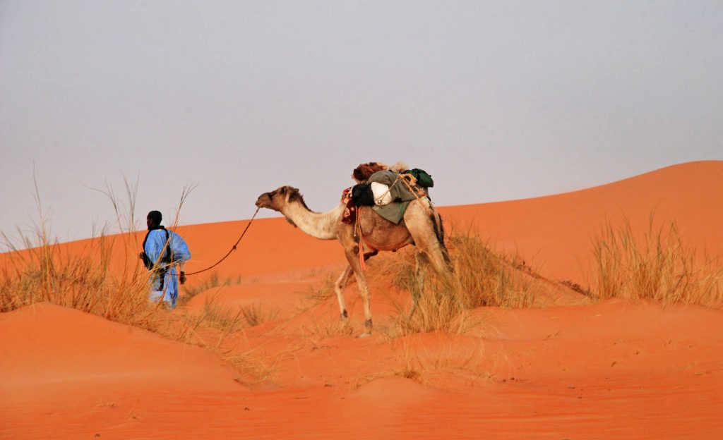 Nomad wearing traditional blue robe with camel in Mauritania's Sahara Desert