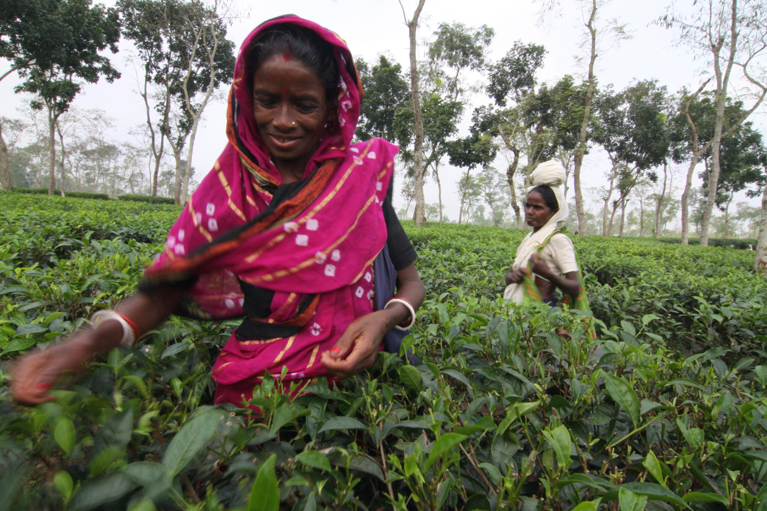 Srimongal tea picker